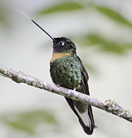 Andean Guan 